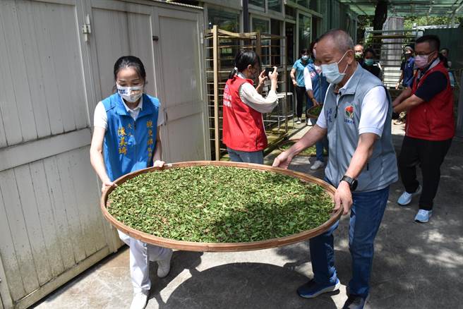 苗栗县长徐耀昌等17日扮演一日茶师制作东方美人茶，将茶叶放置日晒萎凋。（谢明俊摄）