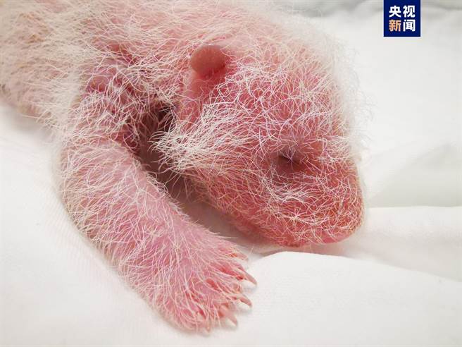 刷新世界紀錄！圈養最重大貓熊寶寶誕生。（央視新聞）