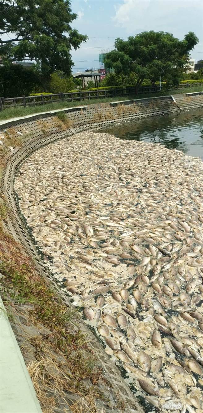 桃园市大园区埔心灌溉大池出现大量翻肚鱼尸。（游吾和提供／蔡明亘桃园传真）