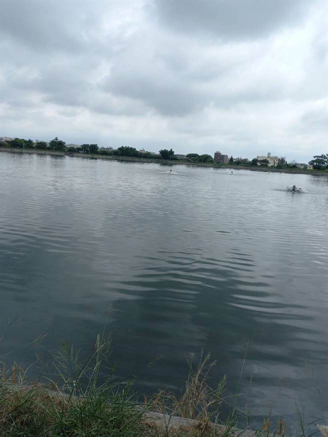 农田水利署大园工作站接获通报后展开清除作业，共捞起6000公斤鱼尸，目前已清理完毕。（大园工作站提供／蔡明亘桃园传真）