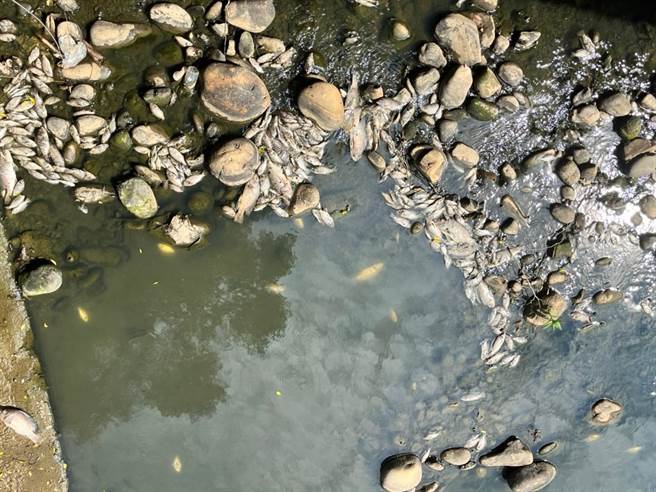 桃园市观音区富林溪支流广福沟，也出现鱼群因高温暴毙死亡状况。（吴宗宪提供／蔡明亘桃园传真）