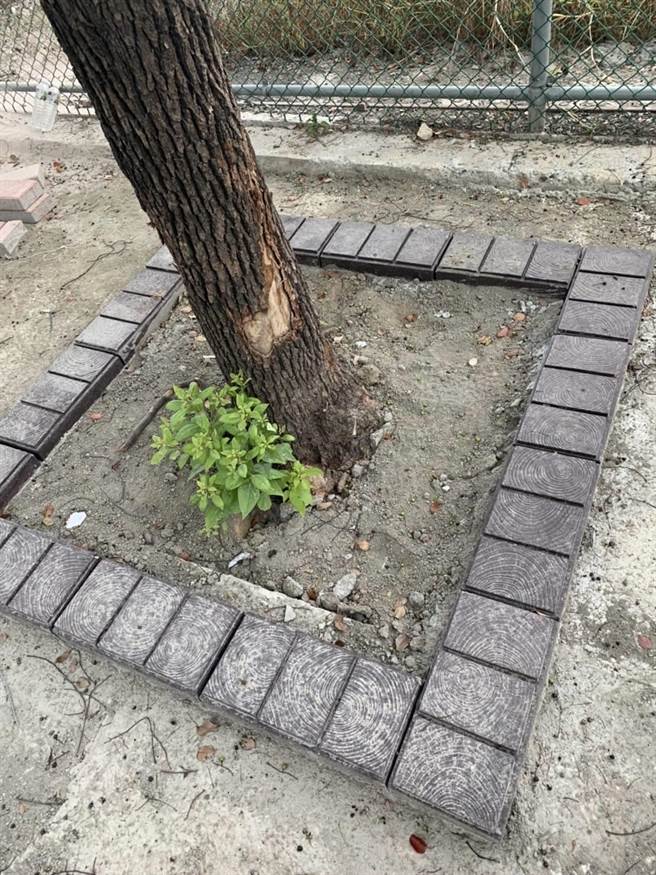 头份市公所发包整修正兴路人行道铺面，并调整树穴大小，厂商施作伤及老樟树，市公所已要求改善保护老樟树。（读者提供／谢明俊苗栗传真）
