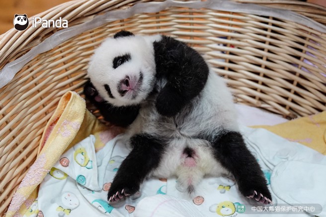 刷新圈養貓熊生育最重紀錄，「重量級」幼崽萌樣曝光。(翻攝自ipanda頻道)