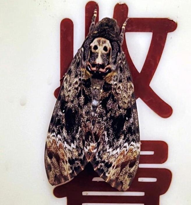 嘉义市立殡仪馆连3天出现鬼脸天蛾 嘉义市立殡仪馆解剖室外面墙壁连续3天出现一只「鬼脸天蛾」，牠的背面有类似鬼脸或骷髅头形状斑纹，还会发出吱吱声。（民眾提供）