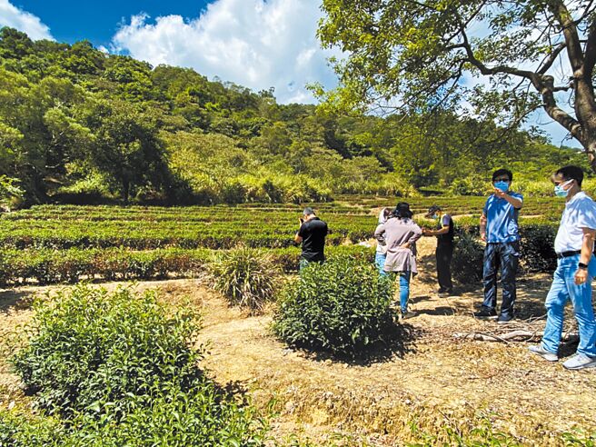 宜蘭縣農業處16日派員前往冬山鄉茶園勘災，確認達天然災害標準門檻，已行文給農委會建請救助。（宜蘭縣農業處提供／吳佩蓉宜蘭傳真）