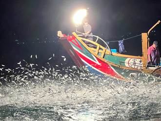傳承百年蹦火漁業再現 上萬青鱗魚飛躍海面