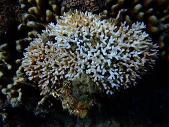 台灣珊瑚白化風險恐進入2級警戒 接下來兩個月是關鍵
