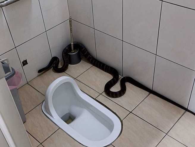 女网友上厕所时惊见1条巨蛇横躺在马桶旁，吓得发文直呼：「怎么办，在线等」。（图／爆废公社）