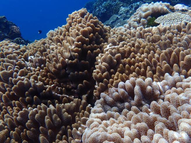 蘭嶼玉女岩淺區健康珊瑚。（海洋委員會提供／林瑞益高雄傳真）