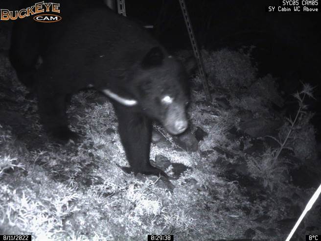 台灣黑熊11日出沒於向陽山屋廁所後方基地台。（台東林區管理處提供／蔡旻妤台東傳真）