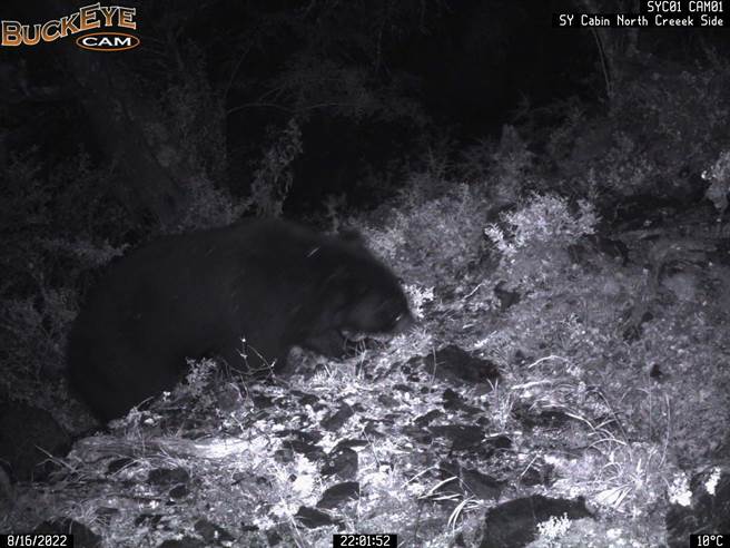 台灣黑熊16日出沒於向陽山屋旁溪流對側。（台東林區管理處提供／蔡旻妤台東傳真）