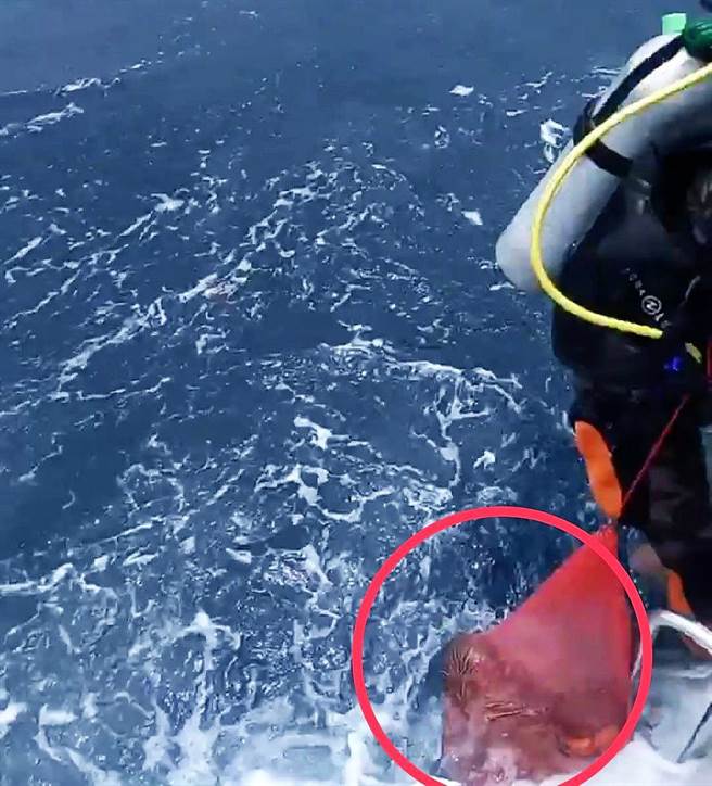 从救起6人的装备中发现网袋内有龙虾、麵包蟹，遭海洋保育志工检举涉及违法捕捞行为，已明显违反渔业法相关规定。（澎湖岸巡队资料画面）