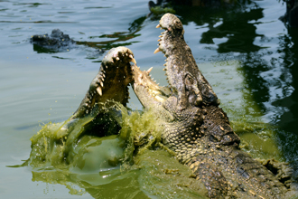 3公尺巨鱷撕咬同伴 浮出水面狠摔 驚悚活吞片曝光