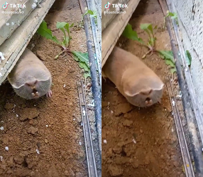 網友發現一隻長相奇特的動物，引來眾人熱議。（圖片翻攝自TikTok／costicacrv0）