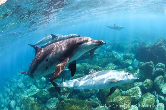 國立海科館自即日起推出「5G 沉浸互動體驗特展－潛入蔚藍海底冒險」，讓觀展的民眾不用潛水，就能感受與海洋生物共游大海的體驗。（國立海科館提供／張志康基隆傳真）