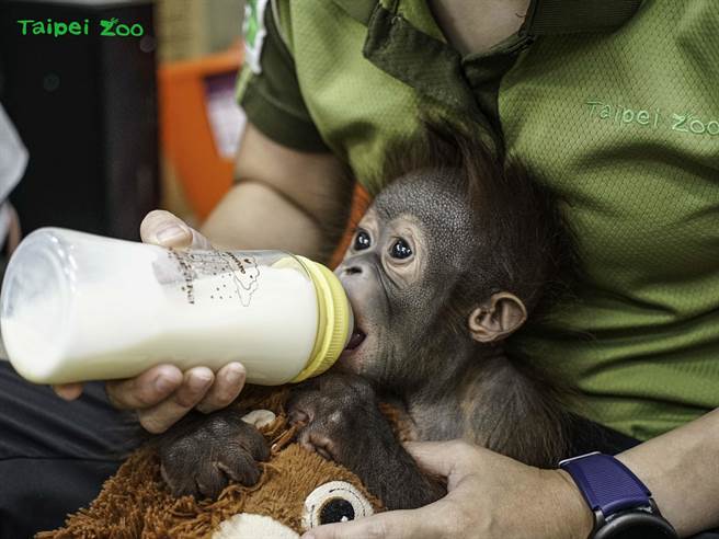木栅动物园「秀彩」抱玩偶入睡。（台北市立动物园提供／游念育台北传真）
