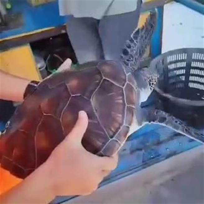 海巡署中部分署第四岸巡队塭港安检所安检人员19日救援迷路绿蠵龟。（第四岸巡队提供／廖素慧嘉县传真）