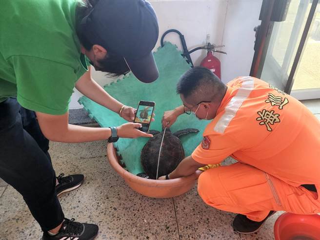 海巡署中部分署第四岸巡队塭港安检所安检人员测量绿蠵龟身形。（第四岸巡队提供／廖素慧嘉县传真）