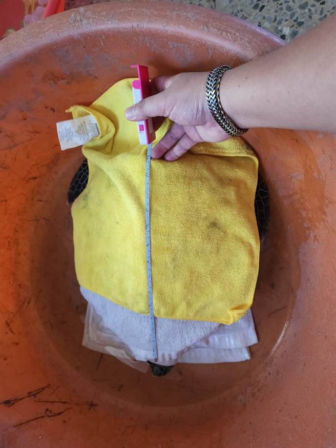 海巡署中部分署第四岸巡队塭港安检所安检人员安置绿蠵龟。（第四岸巡队提供／廖素慧嘉县传真）