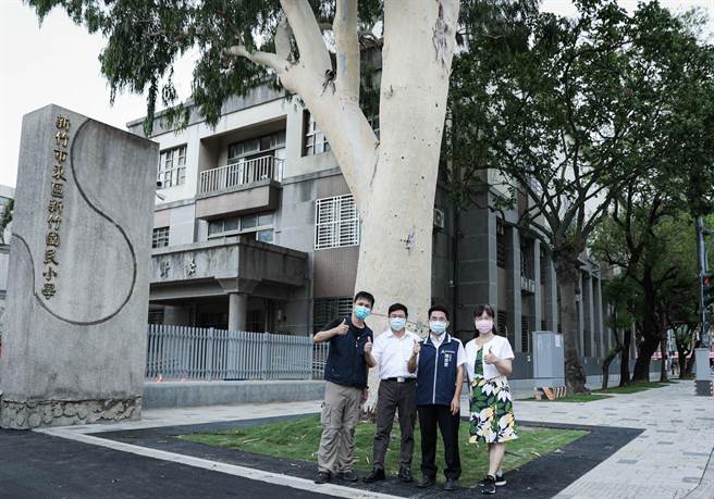 新竹国小去年10月启动通学步道翻新工程，也为校门口7层楼高的柠檬桉打造友善生长环境。（新竹市政府提供／王惠慧新竹传真）