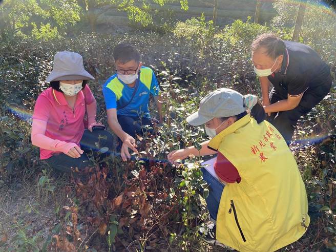 新北市坪林区受高温乾旱影响，茶树出现枯萎损害。（新北市农业局提供／李奇叡新北传真）