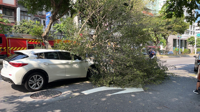 北市民权东路路树倒塌压一车，造成严重塞车所幸无人受伤。(翻摄/林郁平、叶庭欣)