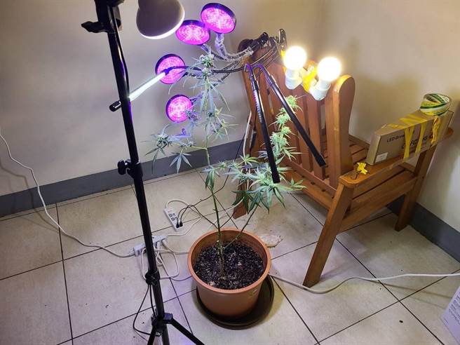 基隆市刑警大隊查獲印度籍工程師在公寓大樓內種植二級毒品大麻，移送新竹地檢偵辦。（基隆市警察局提供／張志康基隆傳真）