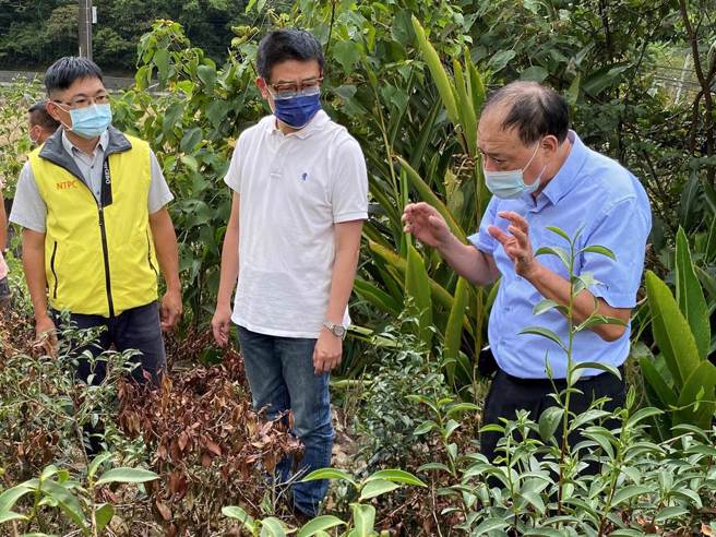 坪林农会主任锺森谅（右1）及农业局长李玟（右2）勘查坪林茶园乾旱情形。（新北市农业局提供／李奇叡新北传真）