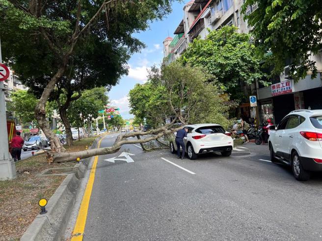 台北市内湖区民权东路6段19日发生行道树倒塌意外，一辆白色自小客车正好行经遭压损，所幸并未造成人员受伤。据了解，遭压毁车辆车主是P. LEAGUE+联盟新北国王队助理教练陈世念。（中央社／翻摄画面）