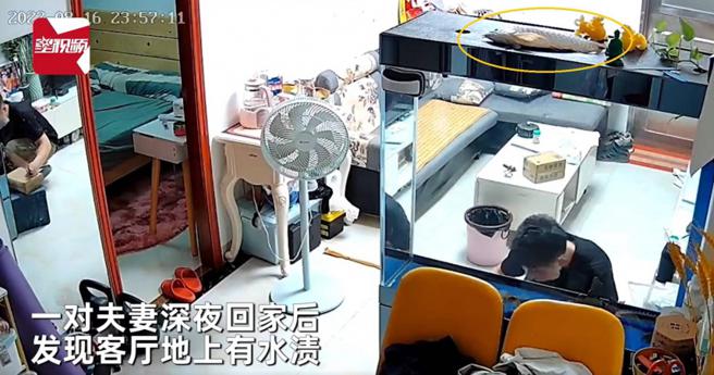 一对夫妻回家发现宠物鱼消失鱼缸中，最后在鱼缸盖找到，完全不知道上盖的鱼缸，鱼是怎么跑到上面的。（图／翻摄自星视频）