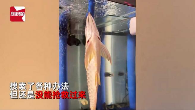最后宠物鱼尝试各种方法，依旧没有抢救回来。（图／翻摄自星视频）