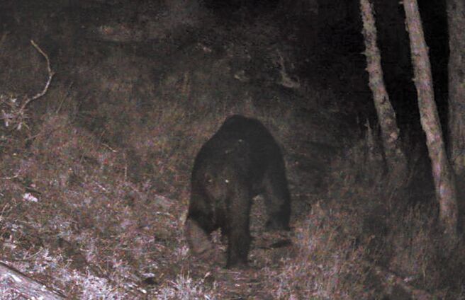 台灣黑熊近日出沒於向陽及嘉明湖山屋周邊，台東林區管理處透過遠端監控系統即時影像在11、16及18日拍下黑熊身影。（台東林區管理處提供／蔡旻妤台東傳真）