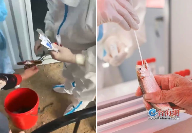 福建厦门最近防疫有了新规定，渔民自海上捕捞带回的渔获上岸时要做核酸检测，称之为「人物同检」。图为检测人员为渔船上的鱼与螃蟹做核酸检测。（图／台海网）