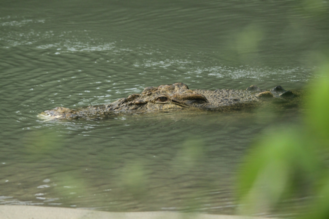 Thriller films consideration! Stunning footage of swimmers playing in the h2o and reworking into prey crocodiles dragging their bodies with their bare bodies jqknews