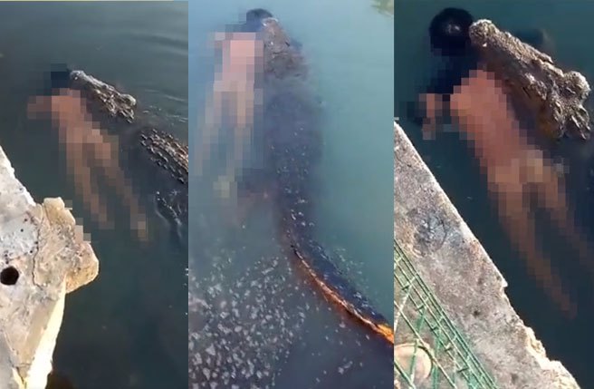 驚悚片慎入！泳客戲水變獵物 鱷魚叼屍拖游震撼畫面曝光。(翻攝合成@neekocidio推特)