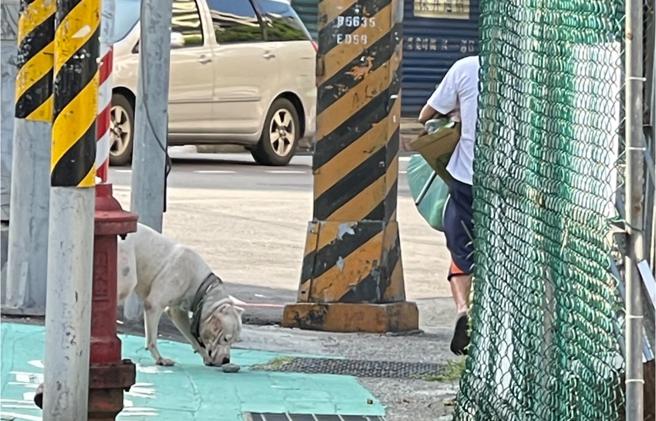 危险！大型比特犬在市区出没竟没牵绳也没防咬口罩