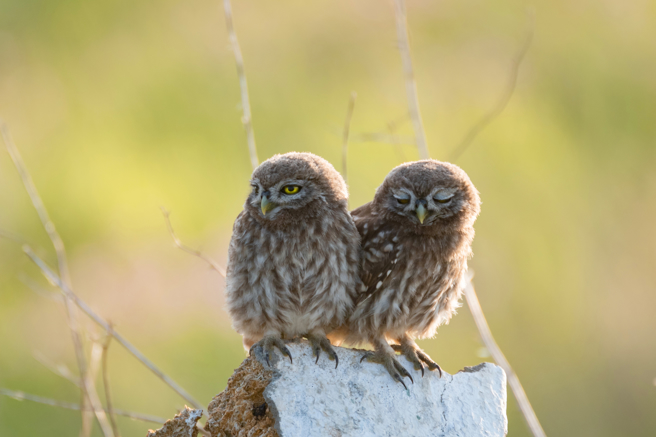 小猫头鹰掉出鸟巢待在路边，看到人就狂鞠躬，专家表示，若在路边看到猫头鹰，千万别直接用手抓，牠们若沾到人类的味道，很有可能会被成鸟抛弃。(示意图/达志影像)