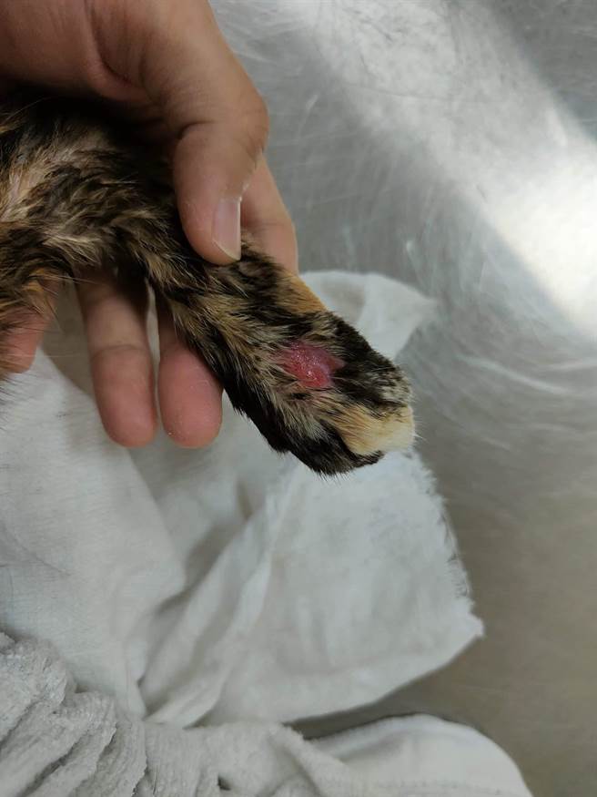 桃园市中坜区39岁杨姓女子被发现陈尸住处，疑似已经死亡约3周，她养的猫下腹、脚掌还沾到尸水。（许镭译提供）