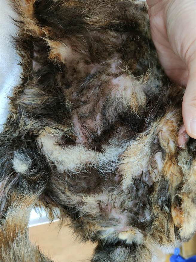 桃园市中坜区39岁杨姓女子被发现陈尸住处，疑似已经死亡约3周，她养的猫下腹、脚掌还沾到尸水。（许镭译提供）