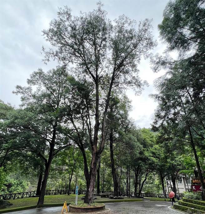 目前八仙山国家森林游乐区内，台湾肖楠一景。（东势林管处提供）