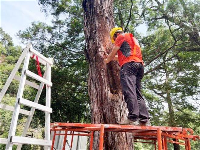 国立台湾大学植物医学研究中心，进行台湾肖楠心材腐朽部清除作业。（东势林管处提供）