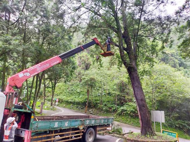 东势林区管理处进行修枝作业，以减轻树冠重量。（东势林管处提供）
