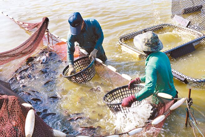 台湾农产品多次遭禁止销陆，学者批评补助政策「势必扭曲市场供需」，农委会应寻找其他方式协助农民，而不是只能在末端收购。（本报资料照片）