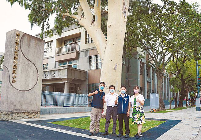 新竹市新竹国小去年10月启动通学步道翻新工程，也为校门口7层楼高的柠檬桉，打造友善生长环境。（新竹市政府提供／王惠慧新竹传真）