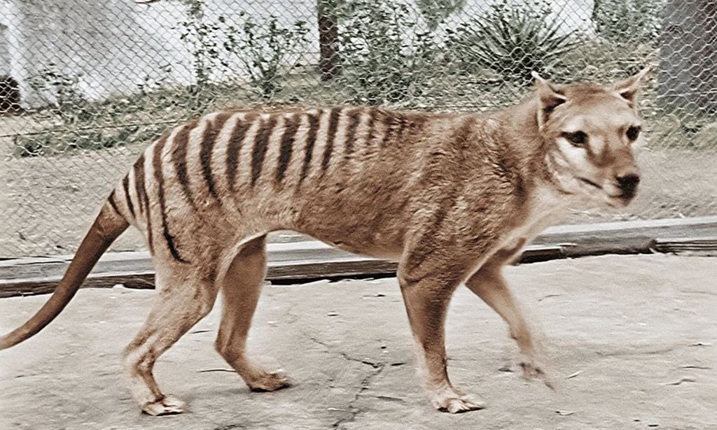 1933年在澳洲霍巴特动物园，名叫班杰明的的袋狼。图/wiki(photo:ChinaTimes)