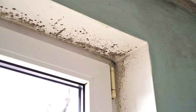 澳洲一名健康的37歲正妹搬入新家後幾個月內竟罹患阿茲海默症，原來是因為新家潮濕長滿了霉菌，才會導致她年紀輕輕就癡呆。（示意圖／shutterstock）