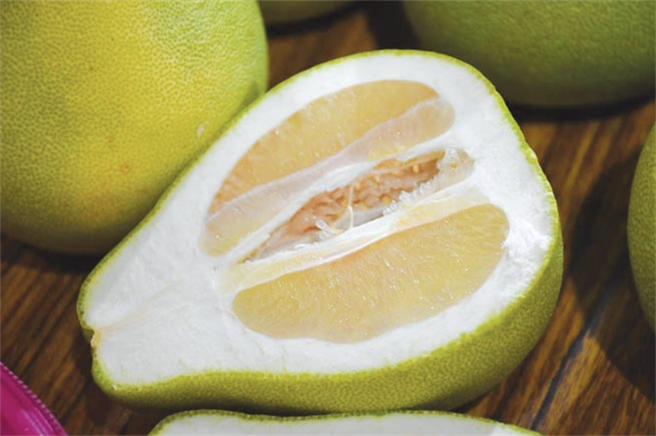 大陸海關總署本月3日緊急宣布暫停進口台灣的柑橘類水果，包含文旦柚，對柚農造成巨大衝擊。（報系資料照）