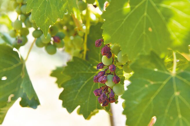 托斯卡尼乾旱天图╱路透