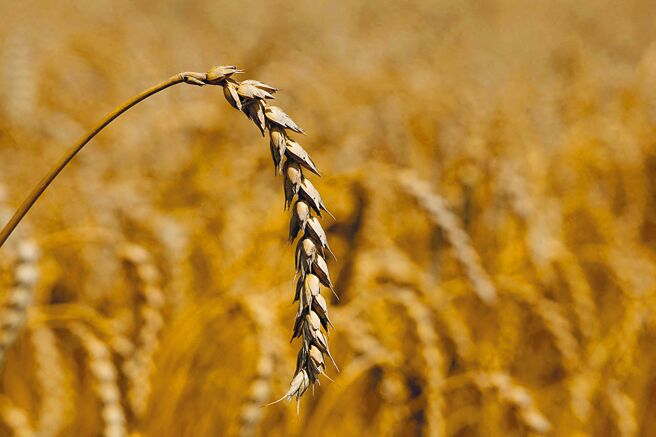 阿根廷基改小麦抢市图╱路透