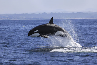 野生虎鯨躍出海面「超巨口紅」太搶眼 網一看全臉紅
